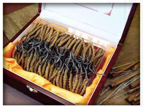 加查冬虫夏草回收